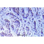 Anti-ASK1 (S89) Antibody from Bioworld Technology (BS5554) - Antibodies.com