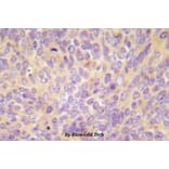 Anti-ASK1 (V972) Antibody from Bioworld Technology (BS5555) - Antibodies.com