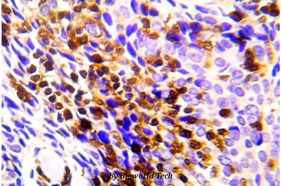 Anti-Chk1 (P351) Antibody from Bioworld Technology (BS5557) - Antibodies.com