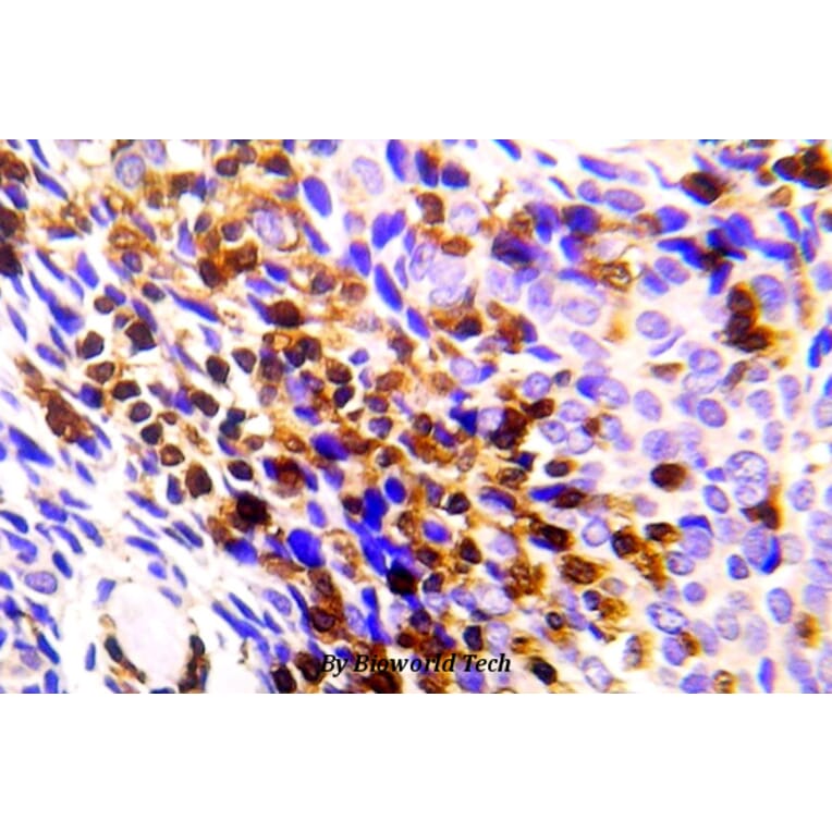 Anti-Chk1 (P351) Antibody from Bioworld Technology (BS5557) - Antibodies.com