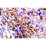 Anti-Chk1 (P351) Antibody from Bioworld Technology (BS5557) - Antibodies.com