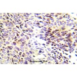 Anti-Chk1 (R323) Antibody from Bioworld Technology (BS5558) - Antibodies.com