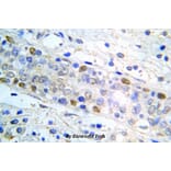 Anti-ERα (P124) Antibody from Bioworld Technology (BS5567) - Antibodies.com