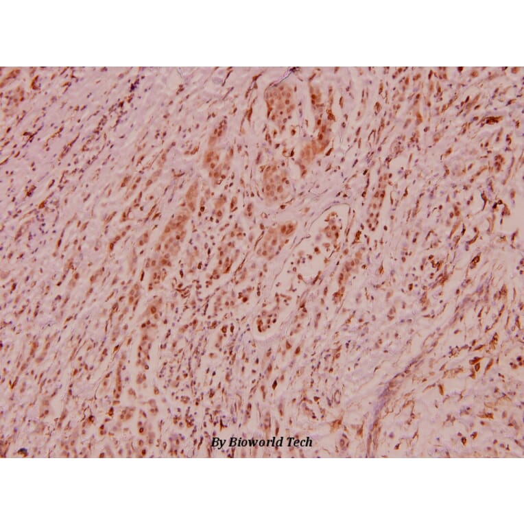 Anti-HDAC1 (E427) Antibody from Bioworld Technology (BS5576) - Antibodies.com