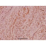 Anti-HDAC1 (E427) Antibody from Bioworld Technology (BS5576) - Antibodies.com