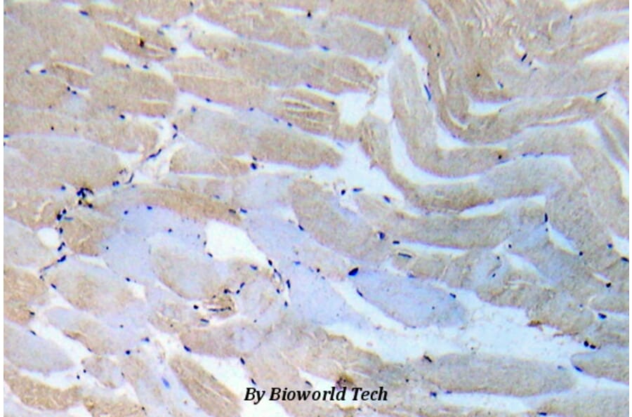Anti-IKKα/β (Q186) Antibody from Bioworld Technology (BS5580) - Antibodies.com