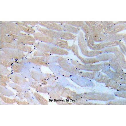 Anti-IKKα/β (Q186) Antibody from Bioworld Technology (BS5580) - Antibodies.com