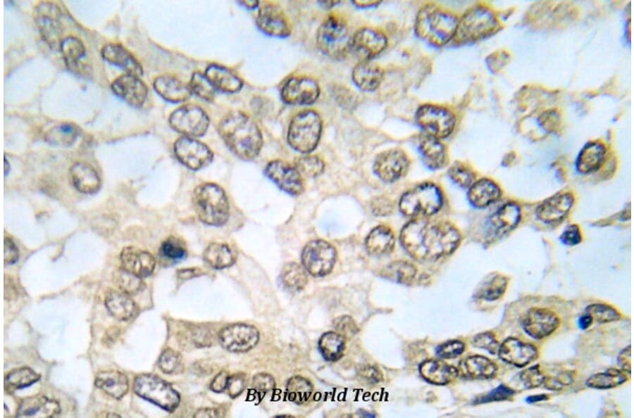 Anti-IKKα/β (G182) Antibody from Bioworld Technology (BS5581) - Antibodies.com