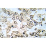 Anti-IKKα/β (G182) Antibody from Bioworld Technology (BS5581) - Antibodies.com