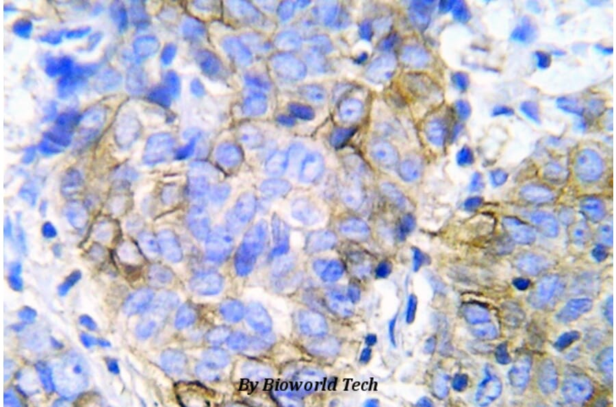 Anti-JAK1 (D1028) Antibody from Bioworld Technology (BS5583) - Antibodies.com
