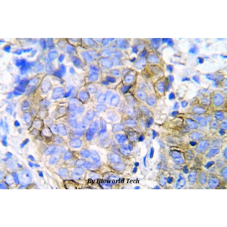 Anti-JAK1 (D1028) Antibody from Bioworld Technology (BS5583) - Antibodies.com