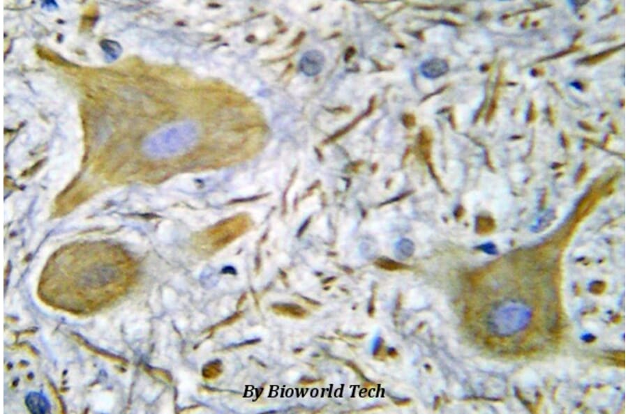 Anti-NMDAζ1 (S902) Antibody from Bioworld Technology (BS5587) - Antibodies.com