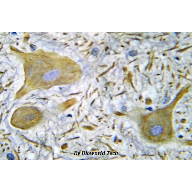 Anti-NMDAζ1 (S902) Antibody from Bioworld Technology (BS5587) - Antibodies.com