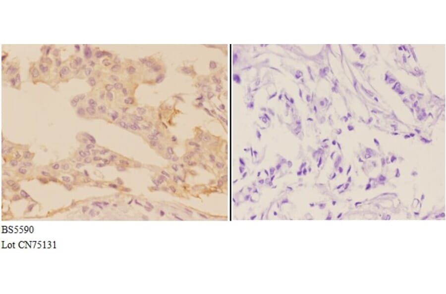 Anti-ADCY9 Antibody from Bioworld Technology (BS5590) - Antibodies.com