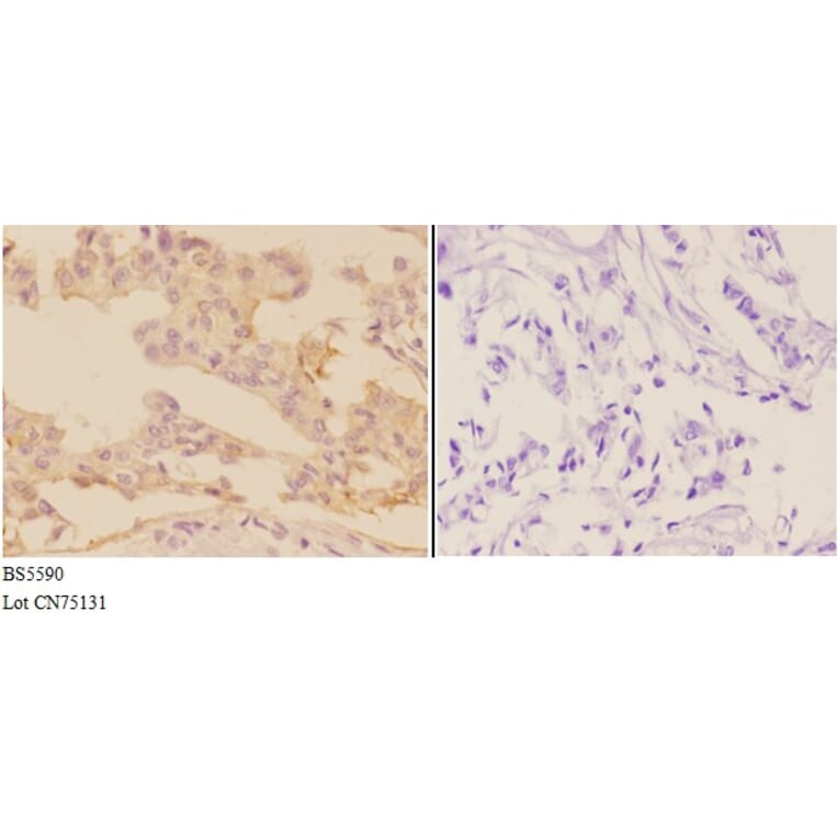 Anti-ADCY9 Antibody from Bioworld Technology (BS5590) - Antibodies.com