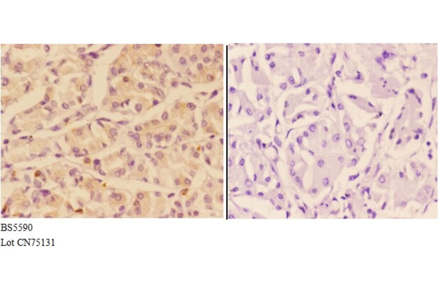 Anti-ADCY9 Antibody from Bioworld Technology (BS5590) - Antibodies.com