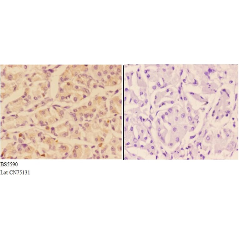 Anti-ADCY9 Antibody from Bioworld Technology (BS5590) - Antibodies.com