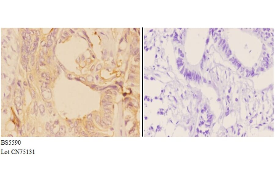 Anti-ADCY9 Antibody from Bioworld Technology (BS5590) - Antibodies.com