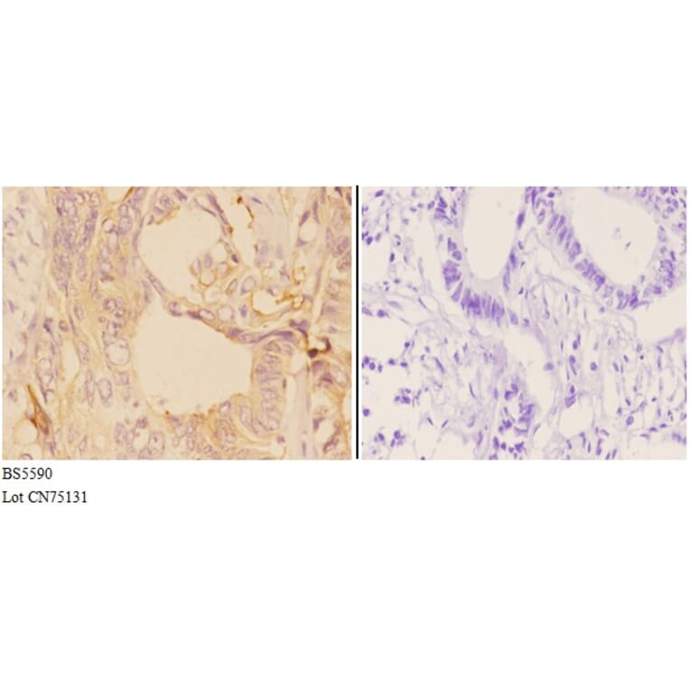 Anti-ADCY9 Antibody from Bioworld Technology (BS5590) - Antibodies.com