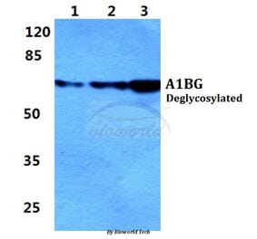 Anti-A1BG Antibody from Bioworld Technology (BS5591) - Antibodies.com