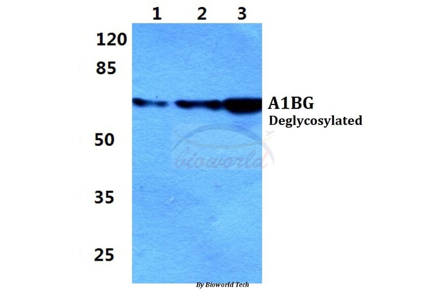 Anti-A1BG Antibody from Bioworld Technology (BS5591) - Antibodies.com