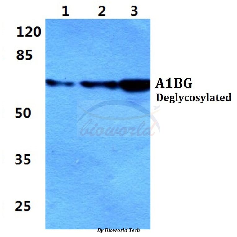 Anti-A1BG Antibody from Bioworld Technology (BS5591) - Antibodies.com