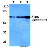 Anti-A1BG Antibody from Bioworld Technology (BS5591) - Antibodies.com