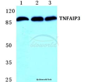 Anti-TNFAIP3 Antibody from Bioworld Technology (BS5592) - Antibodies.com