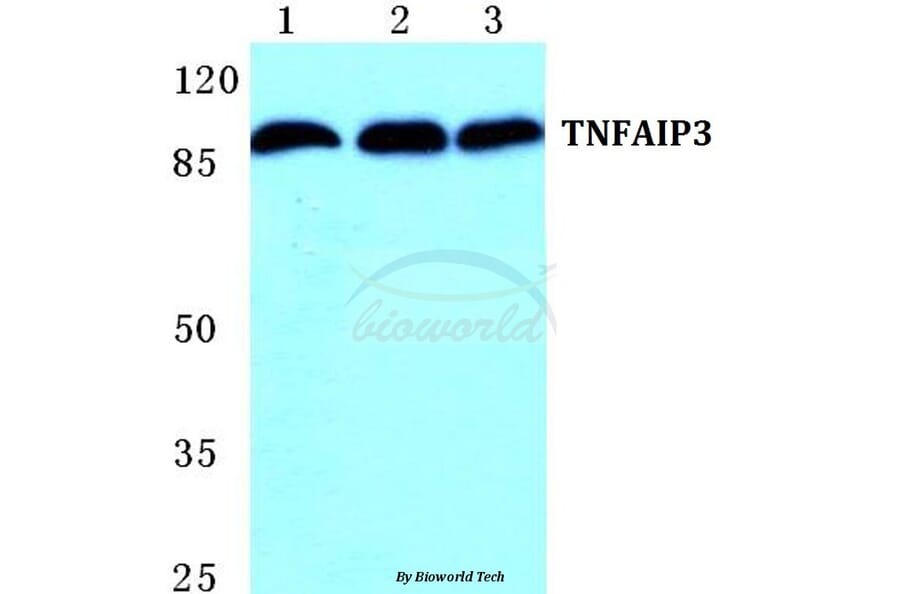 Anti-TNFAIP3 Antibody from Bioworld Technology (BS5592) - Antibodies.com