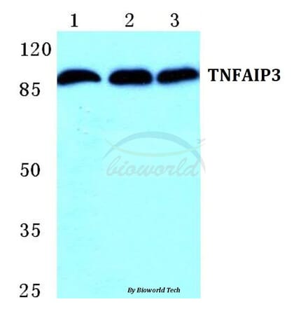 Anti-TNFAIP3 Antibody from Bioworld Technology (BS5592) - Antibodies.com