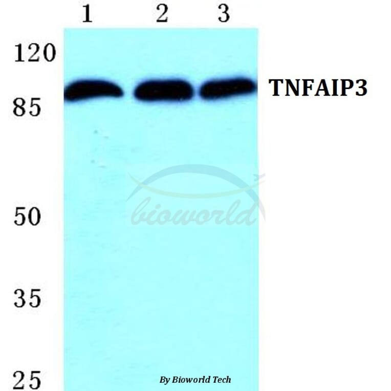Anti-TNFAIP3 Antibody from Bioworld Technology (BS5592) - Antibodies.com