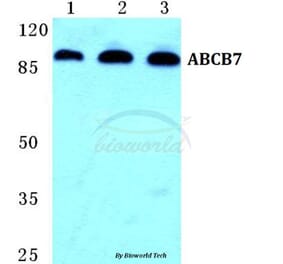 Anti-ABCB7 Antibody from Bioworld Technology (BS5594) - Antibodies.com