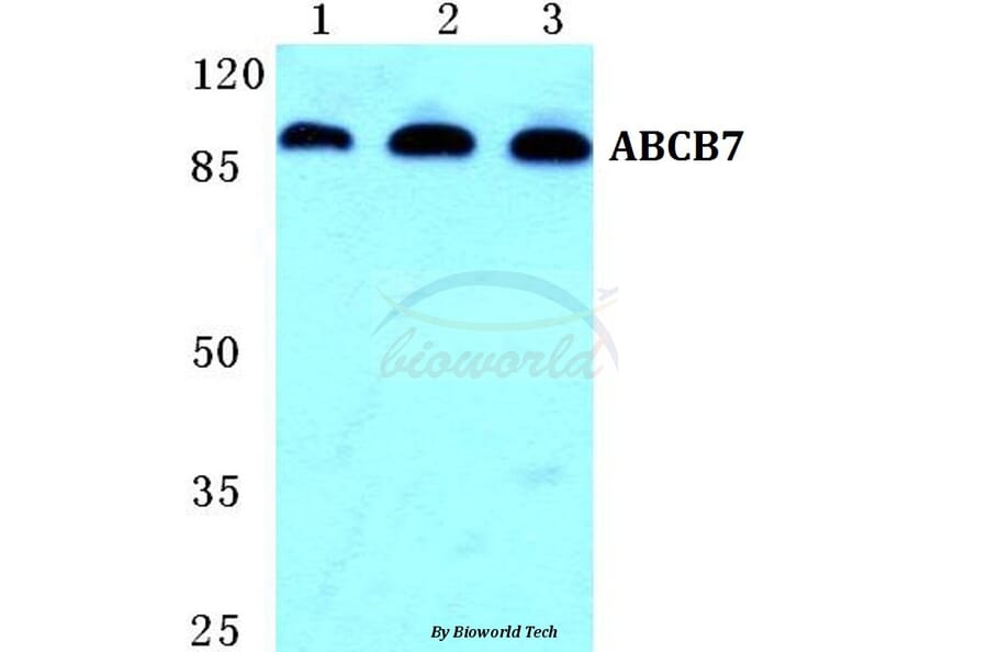 Anti-ABCB7 Antibody from Bioworld Technology (BS5594) - Antibodies.com