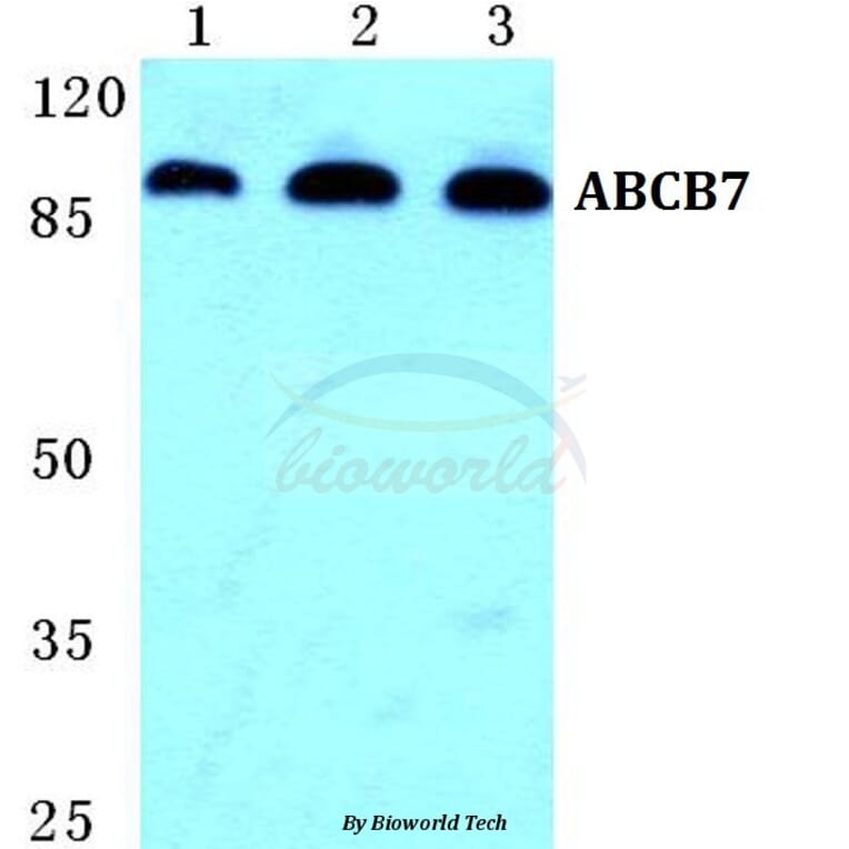 Anti-ABCB7 Antibody from Bioworld Technology (BS5594) - Antibodies.com