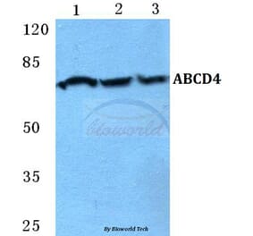 Anti-ABCD4 Antibody from Bioworld Technology (BS5595) - Antibodies.com