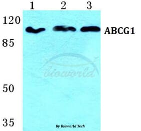 Anti-ABCG1 Antibody from Bioworld Technology (BS5596) - Antibodies.com