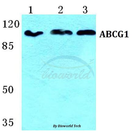 Anti-ABCG1 Antibody from Bioworld Technology (BS5596) - Antibodies.com