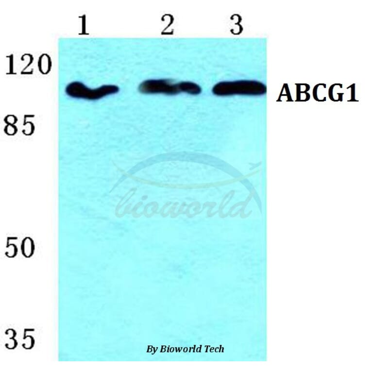 Anti-ABCG1 Antibody from Bioworld Technology (BS5596) - Antibodies.com