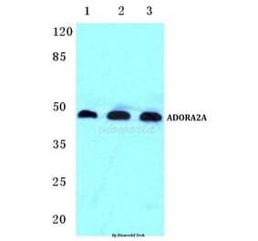 Anti-ADORA2A Antibody from Bioworld Technology (BS5598) - Antibodies.com