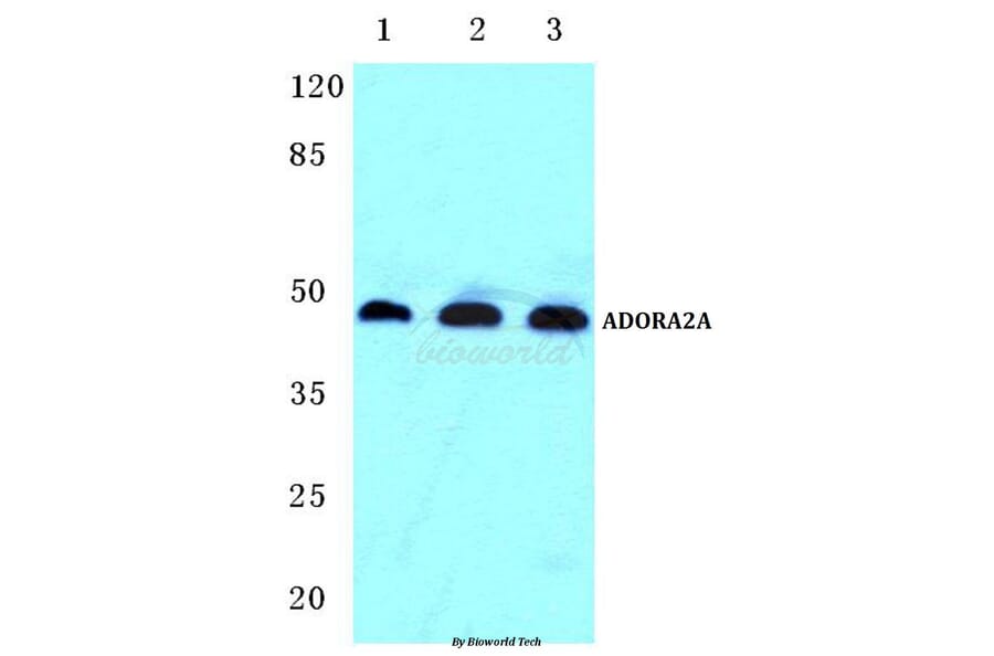 Anti-ADORA2A Antibody from Bioworld Technology (BS5598) - Antibodies.com