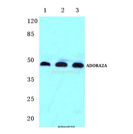 Anti-ADORA2A Antibody from Bioworld Technology (BS5598) - Antibodies.com