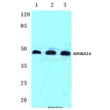 Anti-ADORA2A Antibody from Bioworld Technology (BS5598) - Antibodies.com