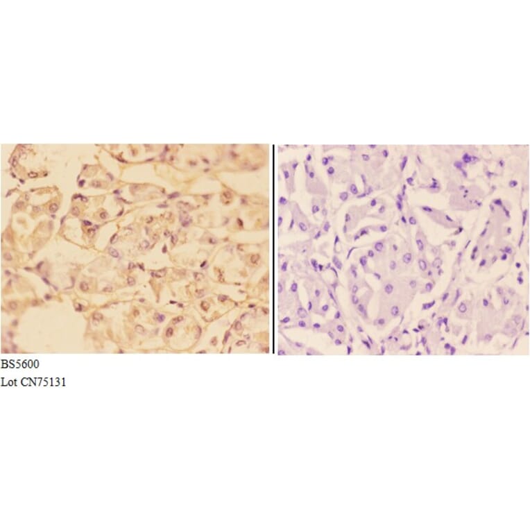 Anti-ADH7 Antibody from Bioworld Technology (BS5600) - Antibodies.com