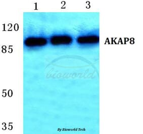 Anti-AKAP8 Antibody from Bioworld Technology (BS5602) - Antibodies.com