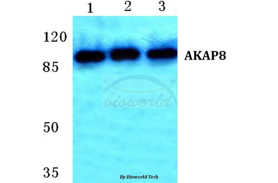 Anti-AKAP8 Antibody from Bioworld Technology (BS5602) - Antibodies.com