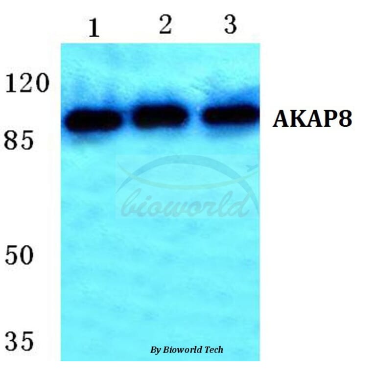 Anti-AKAP8 Antibody from Bioworld Technology (BS5602) - Antibodies.com