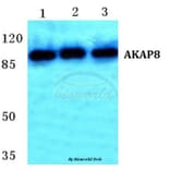 Anti-AKAP8 Antibody from Bioworld Technology (BS5602) - Antibodies.com