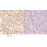 Anti-AKAP8 Antibody from Bioworld Technology (BS5602) - Antibodies.com