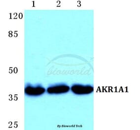 Anti-AKR1A1 Antibody from Bioworld Technology (BS5603) - Antibodies.com