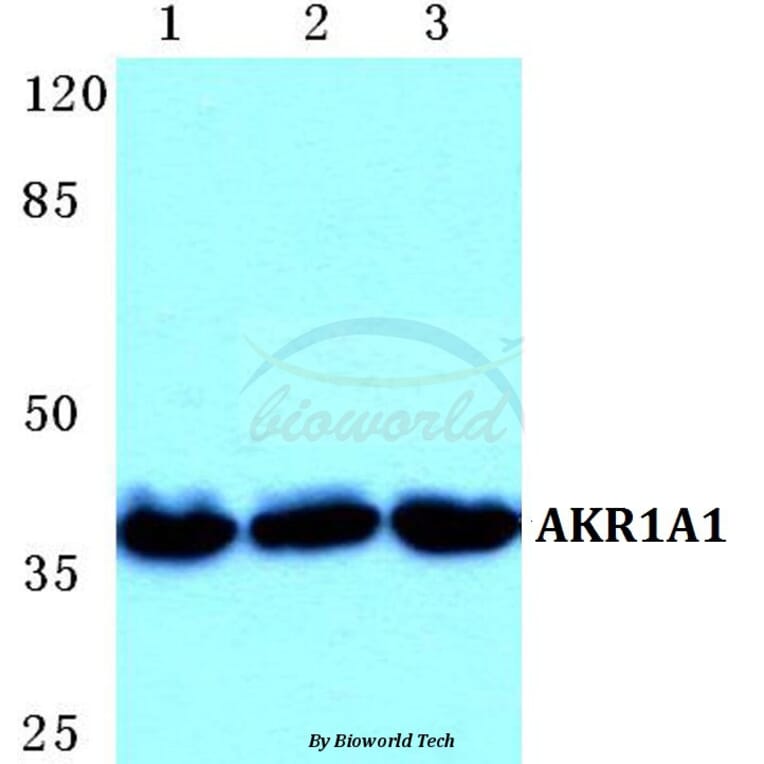 Anti-AKR1A1 Antibody from Bioworld Technology (BS5603) - Antibodies.com